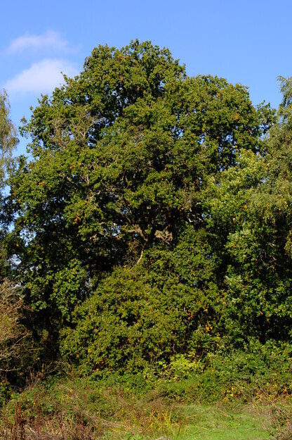 October tree photo