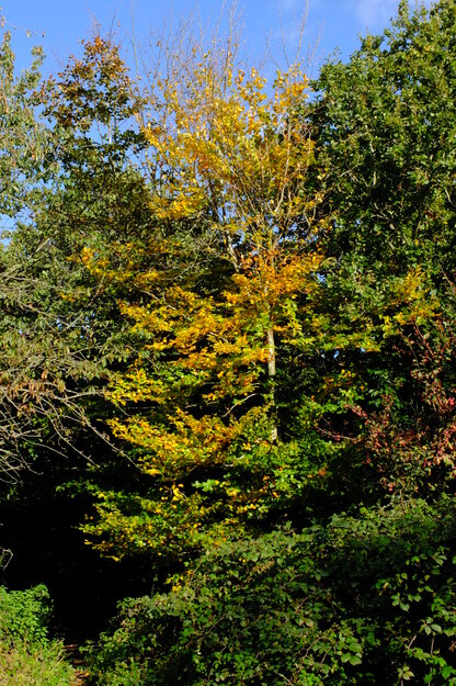 East lake wood tree photo
