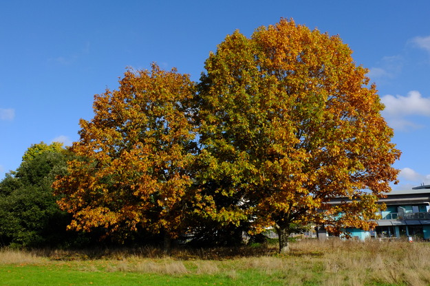 Bridges Hall tree photo