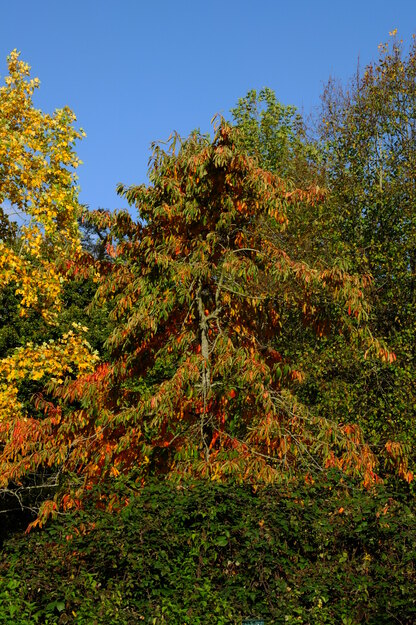October tree photo
