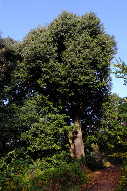October tree photo