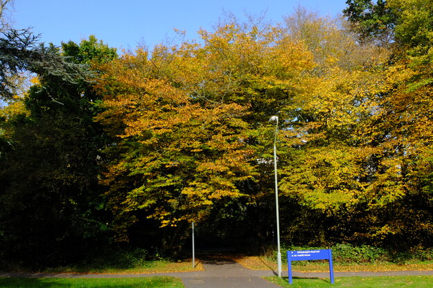 Foxhill tree photo