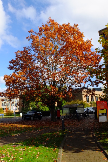 Photo of Quercus rubra