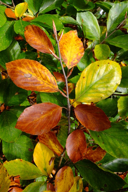 October close-up photo