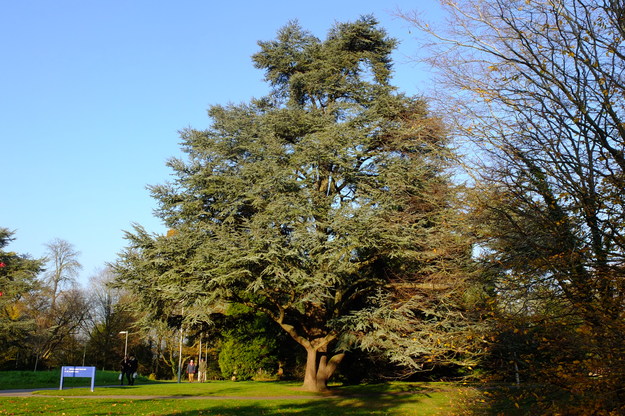 November tree photo