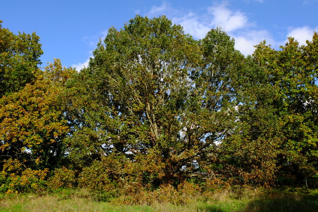October tree photo