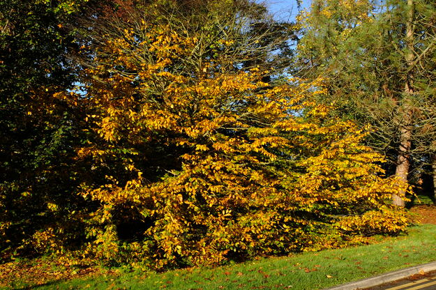 Carpark Eat tree photo