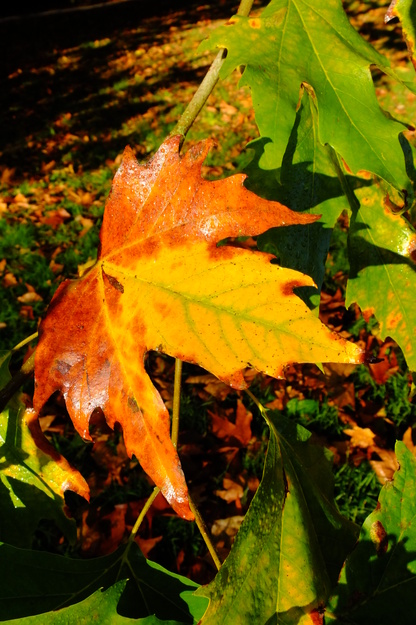 October close-up photo
