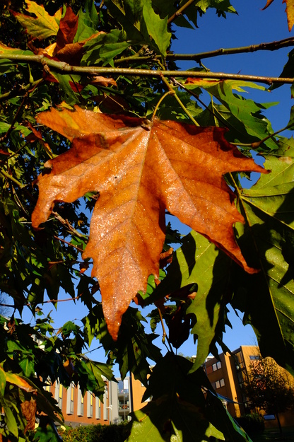 October close-up photo