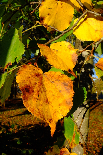 October close-up photo