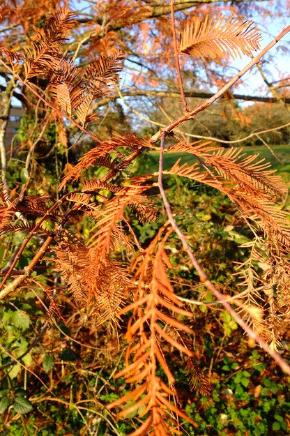 November close-up photo