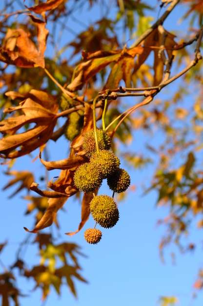 November close-up photo