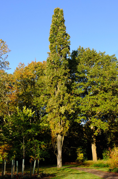 Photo of Quercus robur cultivar