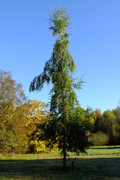 October tree photo