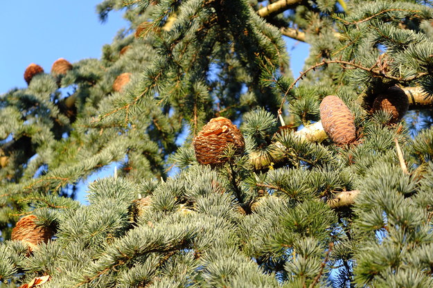 November close-up photo
