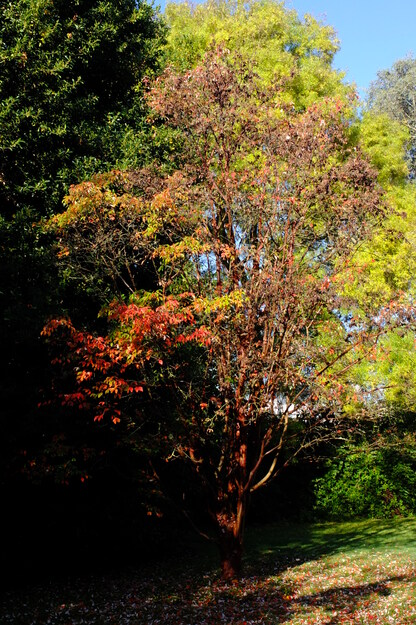 Photo of Acer griseum