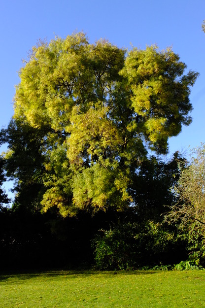 October tree photo