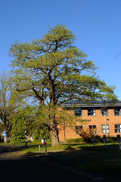 October tree photo