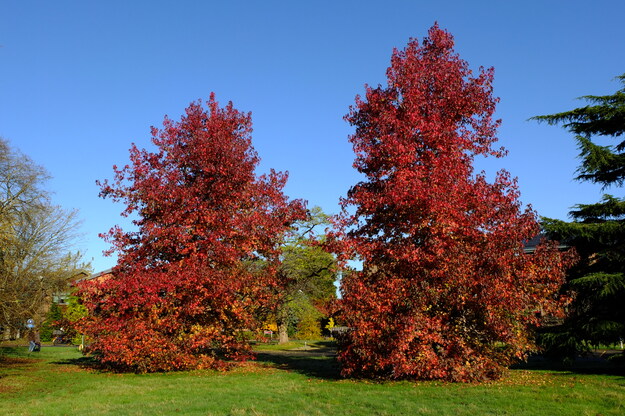 Photo of Liquidambar styraciflua