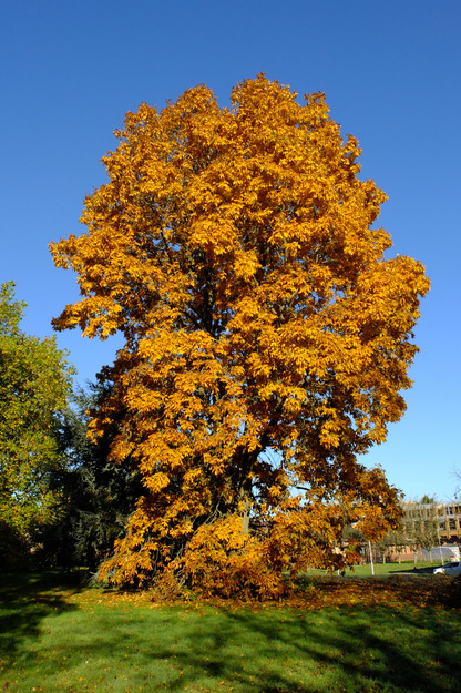 October tree photo