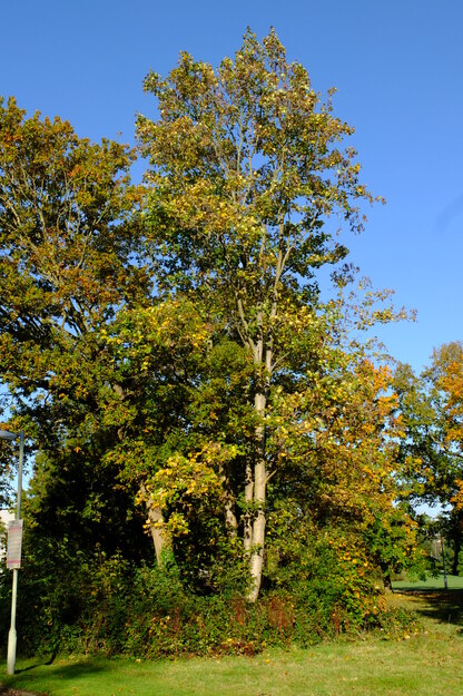 Chancellor's East tree photo