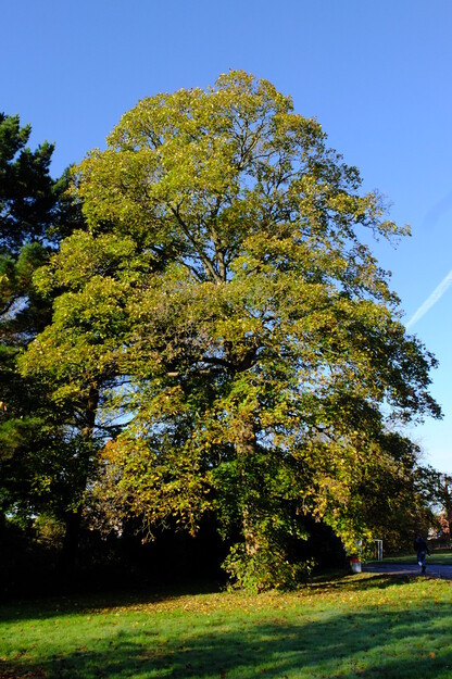 Chancellor's East tree photo