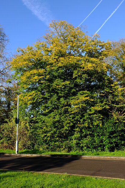 October tree photo