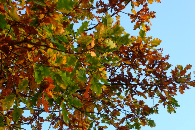 November close-up photo