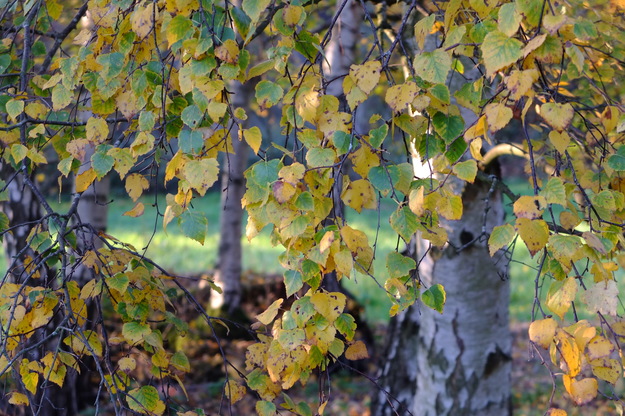 November close-up photo