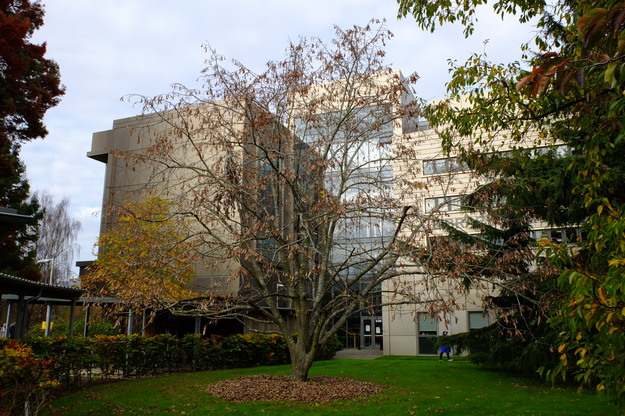 November tree photo