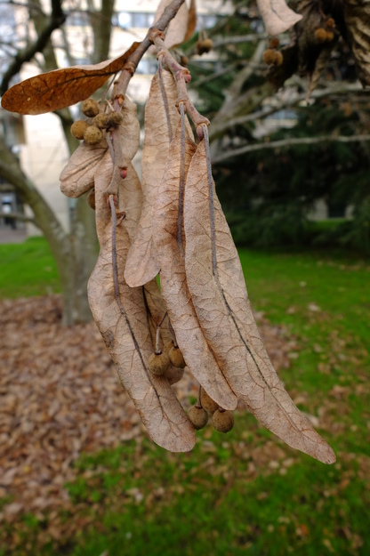 November close-up photo
