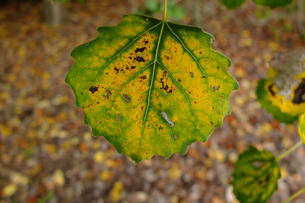 November close-up photo