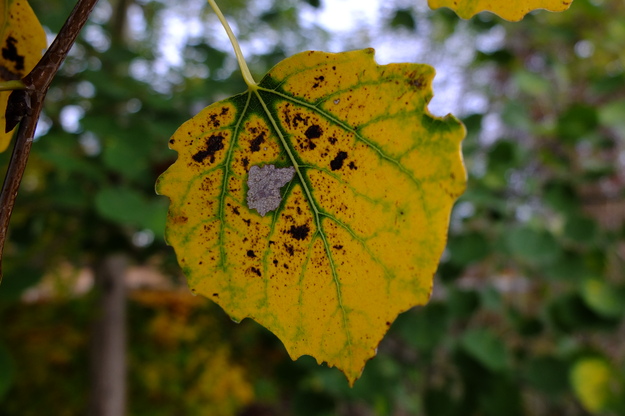 November close-up photo