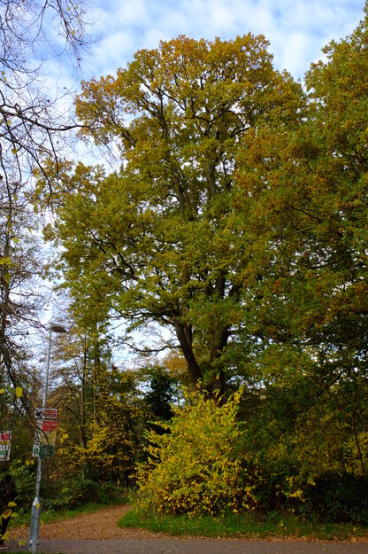 Causeway Bridge tree photo