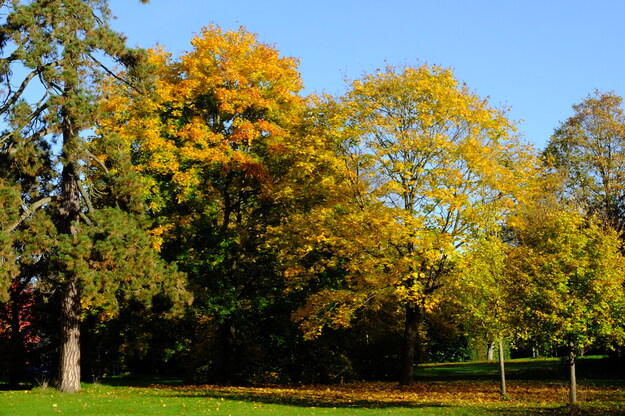 Childs lawn tree photo