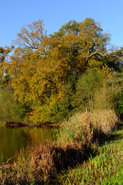 North lakeside tree photo