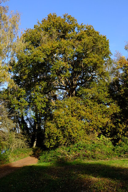 November tree photo
