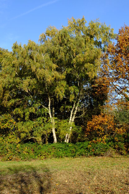 November tree photo