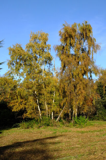 East lake park tree photo