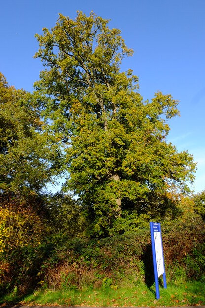 November tree photo