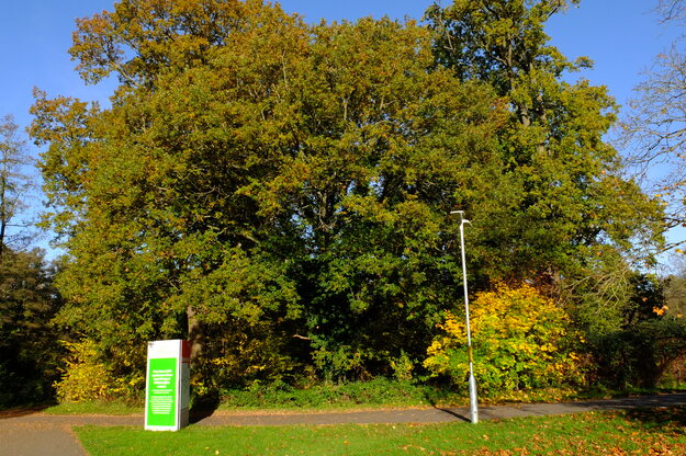 November tree photo