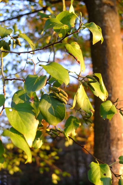 November close-up photo