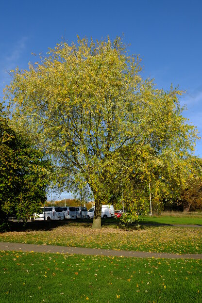 Union East tree photo