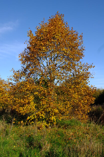 Nursery meadow tree photo
