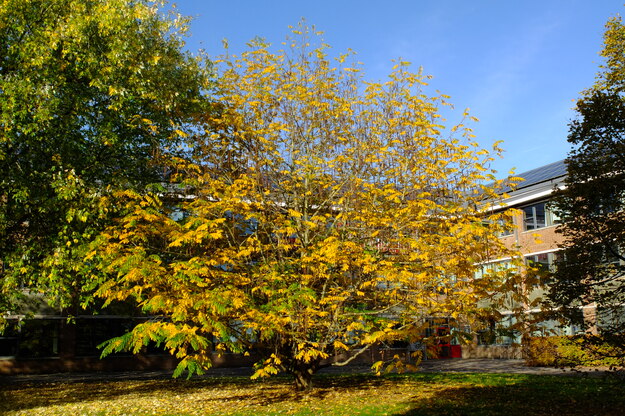 Photo of Pterocarya fraxinifolia