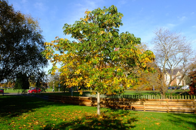 Whiteknights House South tree photo