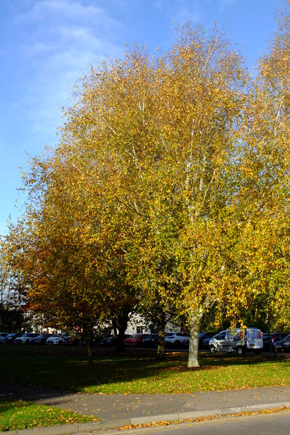 Russell Building tree photo