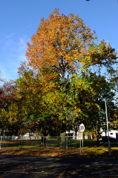 November tree photo