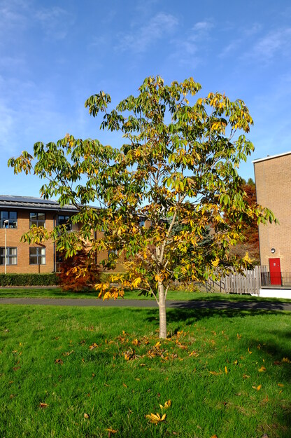 November tree photo