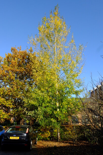 Art carpark tree photo